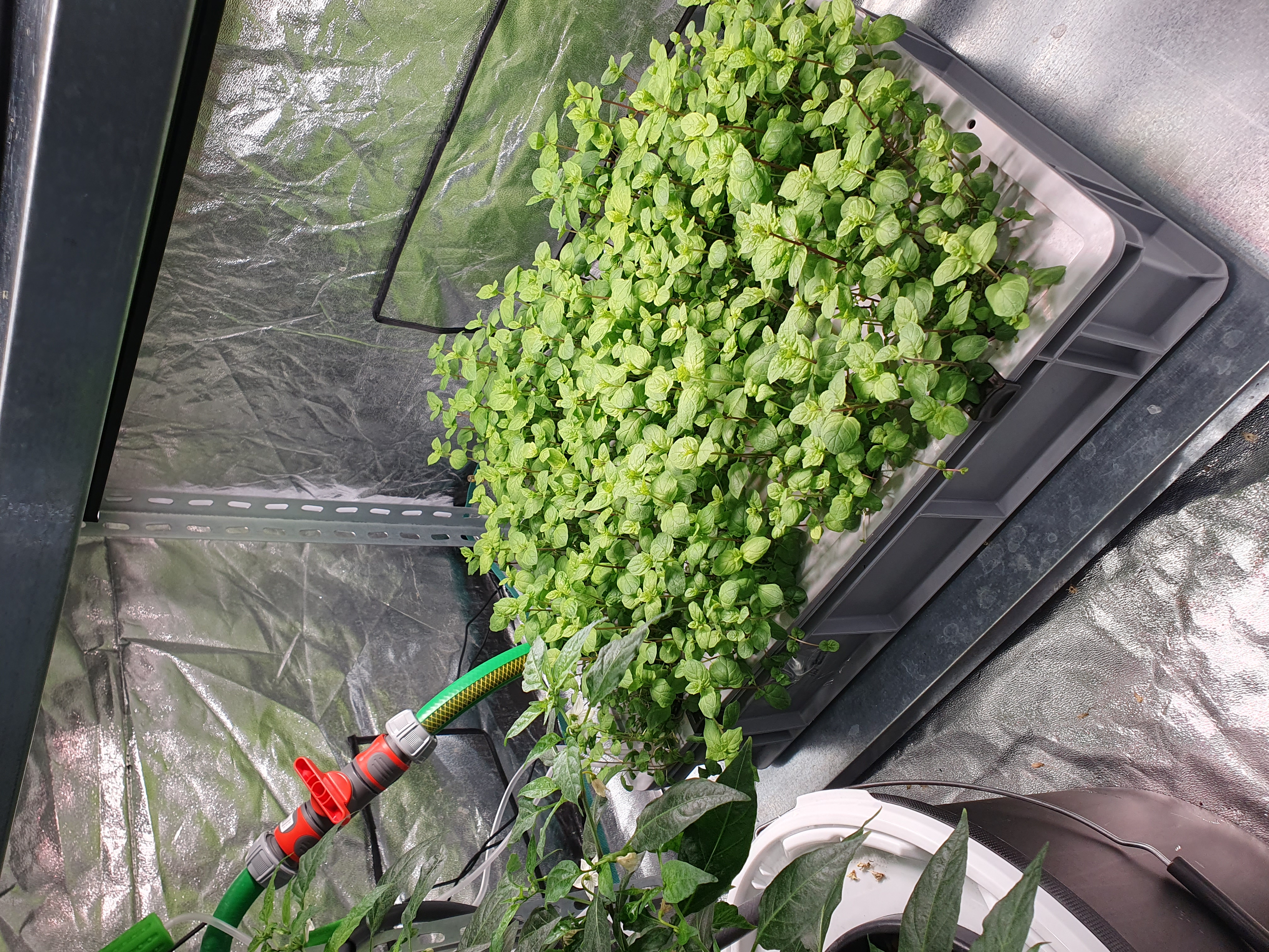 Hydroponics System — mint